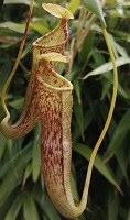 Nepenthes spectabilis x campanulata